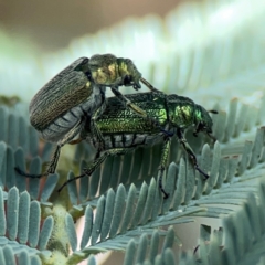 Diphucephala sp. (genus) (Green Scarab Beetle) at Jerrabomberra Wetlands - 7 Dec 2023 by Hejor1