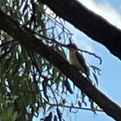 Todiramphus sanctus (Sacred Kingfisher) at Jerrabomberra Wetlands - 7 Dec 2023 by Hejor1