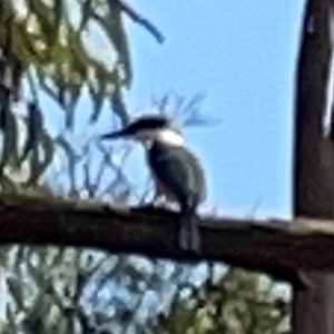 Todiramphus sanctus at Jerrabomberra Wetlands - 7 Dec 2023 11:57 AM