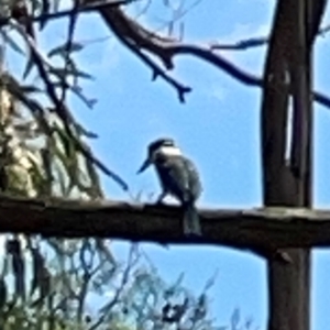 Todiramphus sanctus at Jerrabomberra Wetlands - 7 Dec 2023 11:57 AM