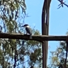 Todiramphus sanctus at Jerrabomberra Wetlands - 7 Dec 2023 11:57 AM