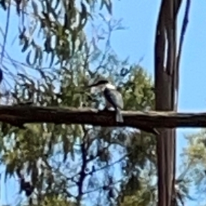 Todiramphus sanctus at Jerrabomberra Wetlands - 7 Dec 2023 11:57 AM