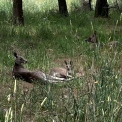 Macropus giganteus (Eastern Grey Kangaroo) at Jerrabomberra Wetlands - 7 Dec 2023 by Hejor1