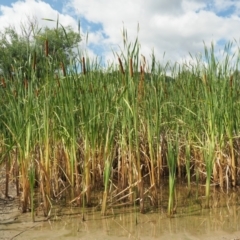 Typha orientalis (Broad-leaved Cumbumgi) at Cotter River, ACT - 2 Mar 2023 by KenT