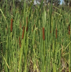 Typha orientalis at Lower Cotter Catchment - 2 Mar 2023 11:07 AM