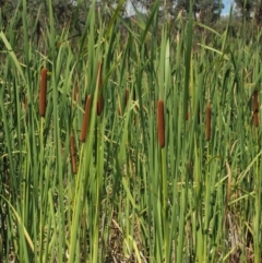 Typha orientalis at Lower Cotter Catchment - 2 Mar 2023
