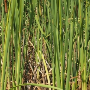 Typha orientalis at Lower Cotter Catchment - 2 Mar 2023 11:07 AM