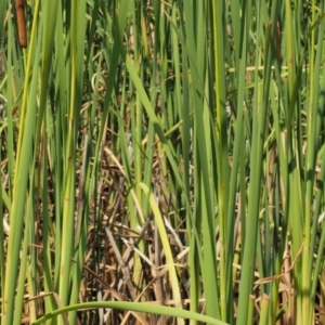 Typha orientalis at Lower Cotter Catchment - 2 Mar 2023