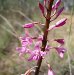 Dipodium roseum (Rosy Hyacinth Orchid) at Belconnen, ACT - 6 Dec 2023 by WalkYonder