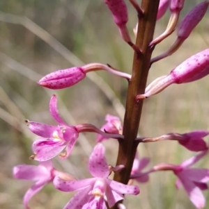 Dipodium roseum at Aranda Bushland - 7 Dec 2023