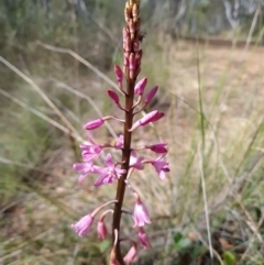 Dipodium roseum at Aranda Bushland - 7 Dec 2023