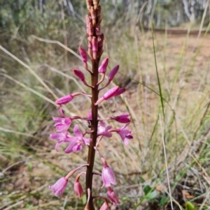 Dipodium roseum at Aranda Bushland - 7 Dec 2023