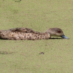 Anas gracilis (Grey Teal) at Jerrabomberra Wetlands - 6 Dec 2023 by RodDeb