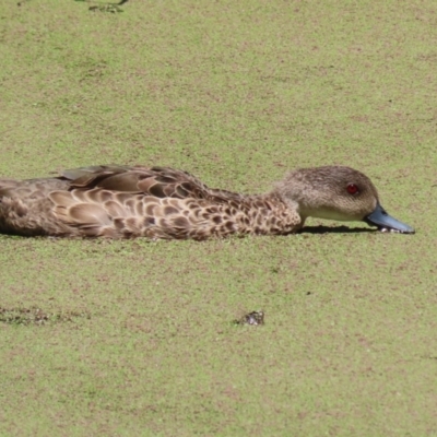 Anas gracilis (Grey Teal) at Fyshwick, ACT - 6 Dec 2023 by RodDeb