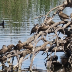 Anas gracilis at Jerrabomberra Wetlands - 6 Dec 2023 11:22 AM