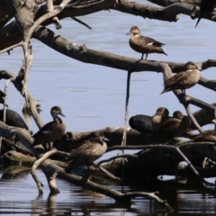 Anas gracilis at Jerrabomberra Wetlands - 6 Dec 2023