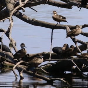 Anas gracilis at Jerrabomberra Wetlands - 6 Dec 2023