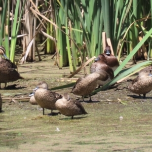 Anas gracilis at Jerrabomberra Wetlands - 6 Dec 2023