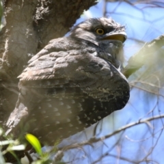 Podargus strigoides (Tawny Frogmouth) at Jerrabomberra Wetlands - 6 Dec 2023 by RodDeb