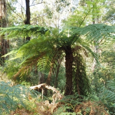 Cyathea australis subsp. australis (Rough Tree Fern) at Cotter River, ACT - 4 May 2023 by KenT
