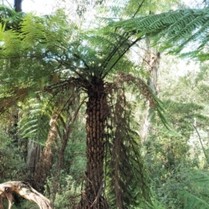 Cyathea australis subsp. australis at Namadgi National Park - suppressed