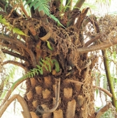 Cyathea australis subsp. australis at Namadgi National Park - 4 May 2023