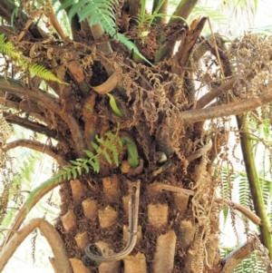 Cyathea australis subsp. australis at Namadgi National Park - suppressed