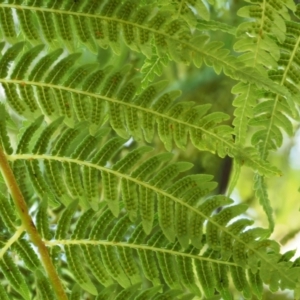 Cyathea australis subsp. australis at Namadgi National Park - suppressed