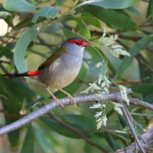 Neochmia temporalis at Jerrabomberra Wetlands - 6 Dec 2023