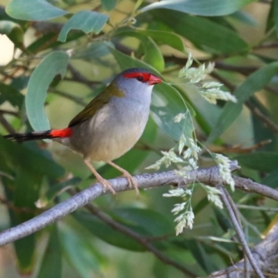 Neochmia temporalis (Red-browed Finch) at Fyshwick, ACT - 6 Dec 2023 by RodDeb