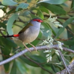 Neochmia temporalis (Red-browed Finch) at Fyshwick, ACT - 6 Dec 2023 by RodDeb