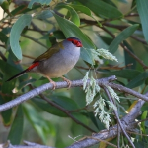 Neochmia temporalis at Jerrabomberra Wetlands - 6 Dec 2023