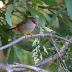 Neochmia temporalis at Jerrabomberra Wetlands - 6 Dec 2023