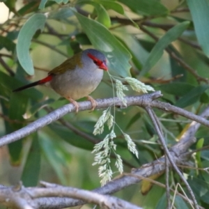 Neochmia temporalis at Jerrabomberra Wetlands - 6 Dec 2023