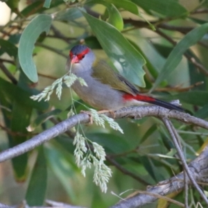 Neochmia temporalis at Jerrabomberra Wetlands - 6 Dec 2023