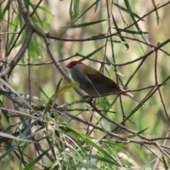 Neochmia temporalis at Jerrabomberra Wetlands - 6 Dec 2023