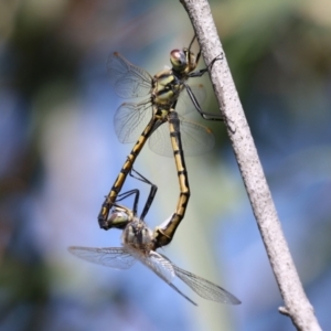 Hemicordulia tau at Jerrabomberra Wetlands - 6 Dec 2023 10:47 AM