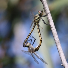 Hemicordulia tau at Jerrabomberra Wetlands - 6 Dec 2023 10:47 AM