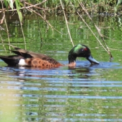 Anas castanea (Chestnut Teal) at Jerrabomberra Wetlands - 6 Dec 2023 by RodDeb