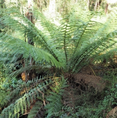 Dicksonia antarctica (Soft Treefern) at Cotter River, ACT - 4 May 2023 by KenT