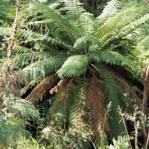 Dicksonia antarctica at Namadgi National Park - 4 May 2023