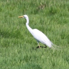 Ardea plumifera (Plumed Egret) at Fyshwick, ACT - 6 Dec 2023 by RodDeb