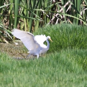 Ardea plumifera at Jerrabomberra Wetlands - 6 Dec 2023