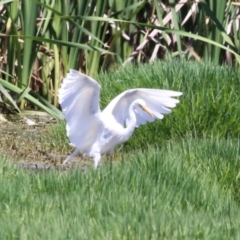 Ardea plumifera at Jerrabomberra Wetlands - 6 Dec 2023