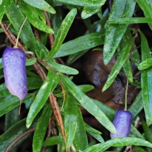 Billardiera macrantha at Namadgi National Park - 4 May 2023