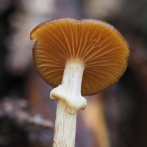 Armillaria sp. at Namadgi National Park - 4 May 2023