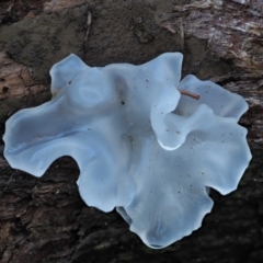 Tremella fuciformis (Snow Fungus) at Paddys River, ACT - 4 May 2023 by KenT