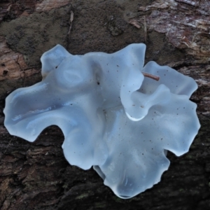 Tremella fuciformis at Namadgi National Park - 4 May 2023