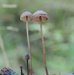 Mycena sp. ‘grey or grey-brown caps’ at Namadgi National Park - 4 May 2023 by KenT