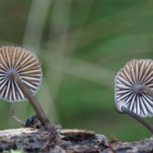 Mycena sp. ‘grey or grey-brown caps’ at Namadgi National Park - 4 May 2023 01:08 PM